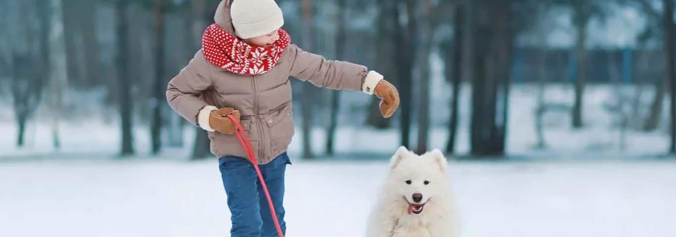 Foto de um cão samoieda
