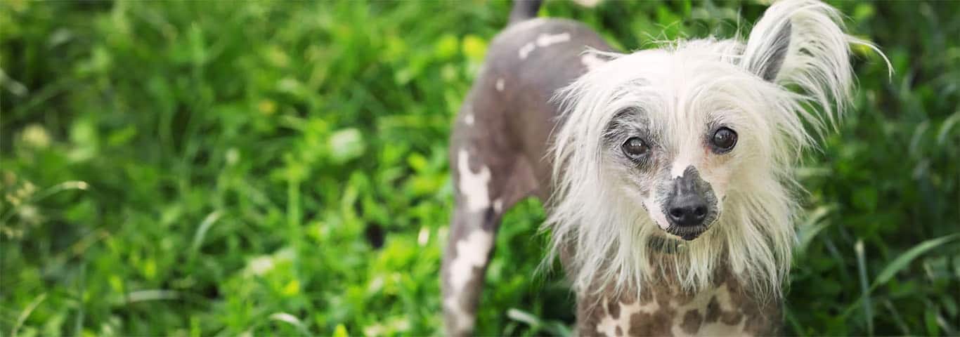 Foto de um cão de crista chinês