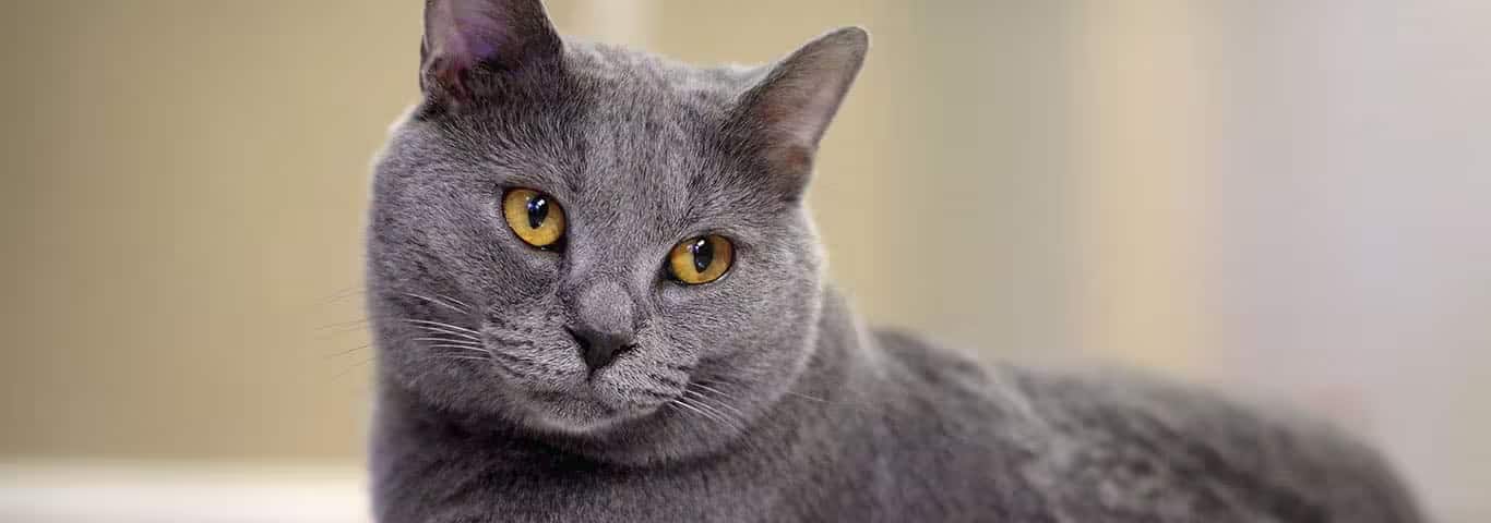 Foto de um gato Chartreaux