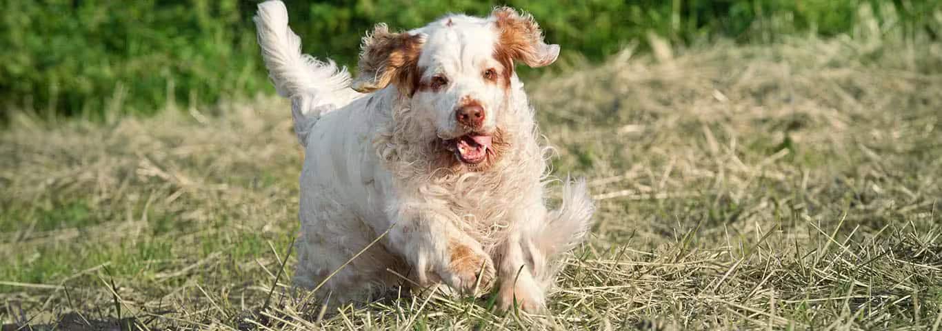 Foto de um cão Clumber Spaniel