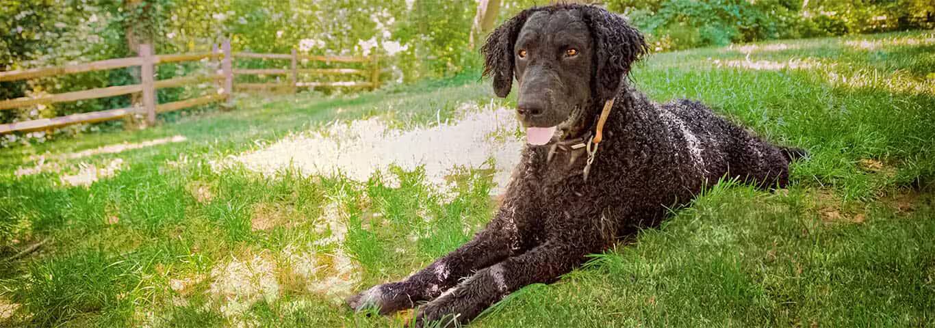 Foto de um cão Curly-coated Retriever