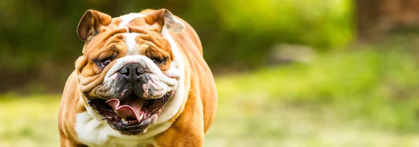 Foto de um cão Bulldog Inglês