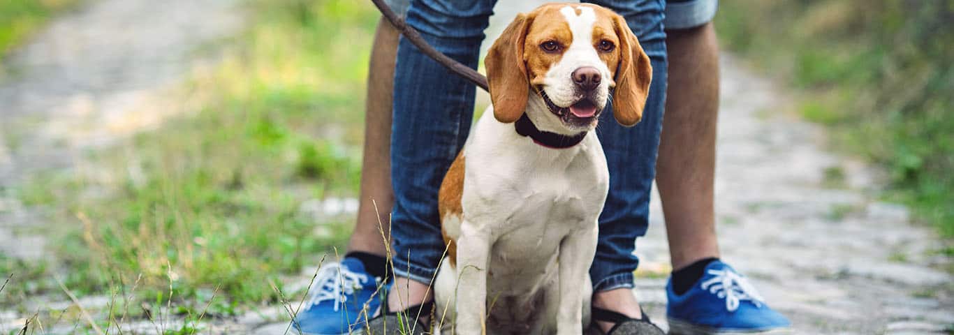 Foto de um cão Foxhound inglês