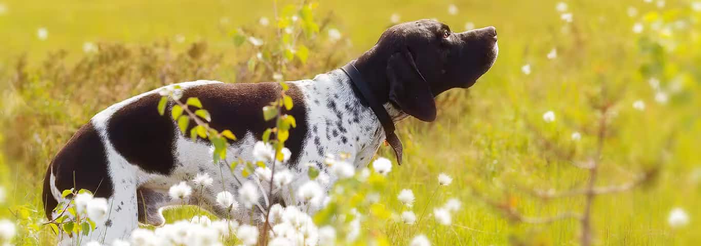 Foto de um cão pointer inglês