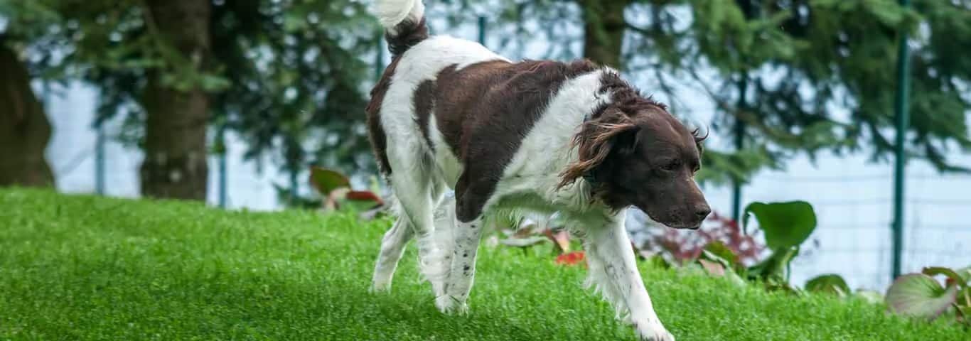 Foto de um cão Setter Inglês