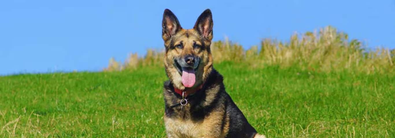 Foto de um cão pastor alemão