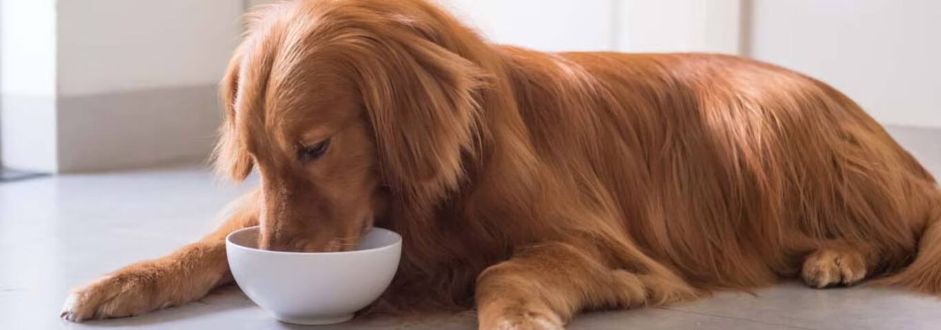 Foto de um cão Golden Retriever