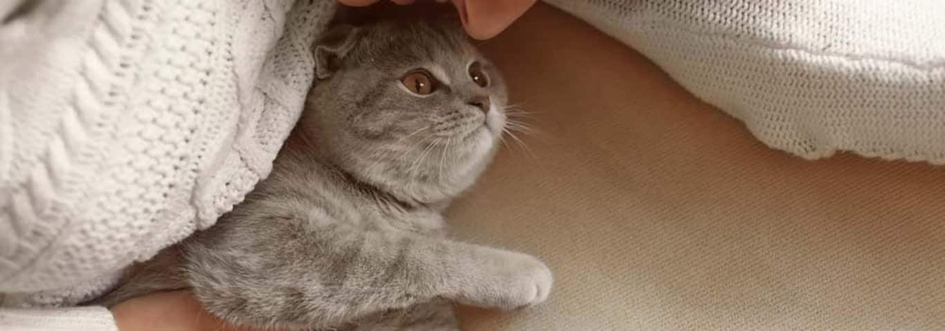 Foto de um gato British Shorthair
