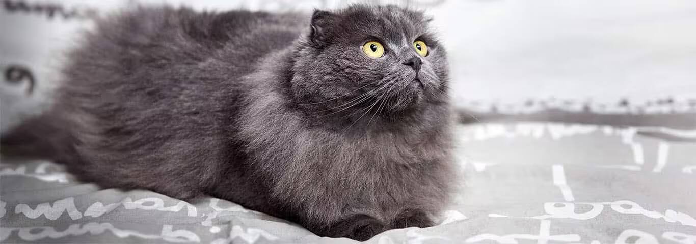 Foto de um gato Highland Fold
