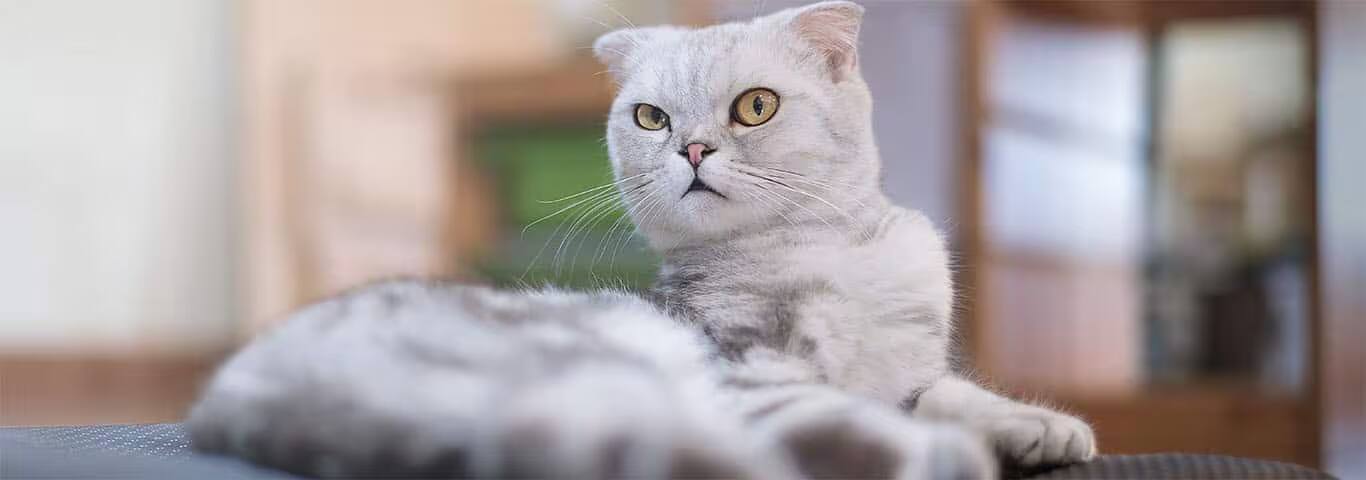 Foto de um gato Scottish Fold