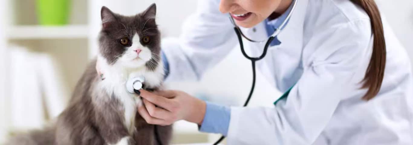 Foto de um gato persa