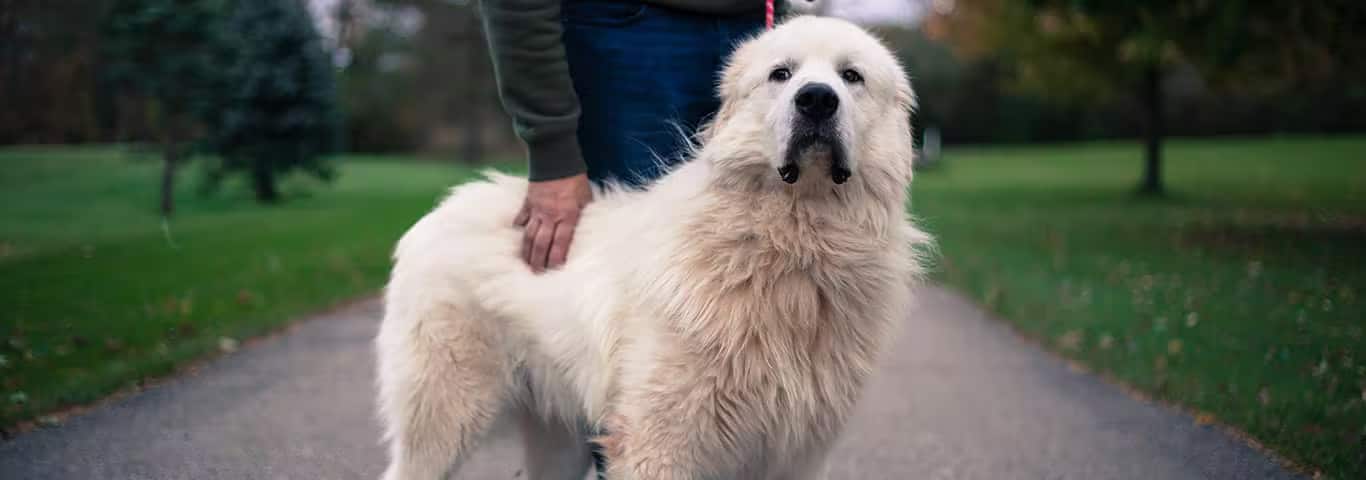 Foto de um cão dos Grandes Pirineus