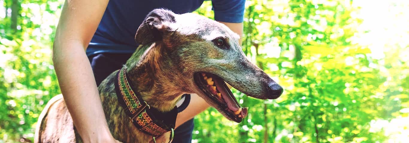 Foto de um cão Greyhound