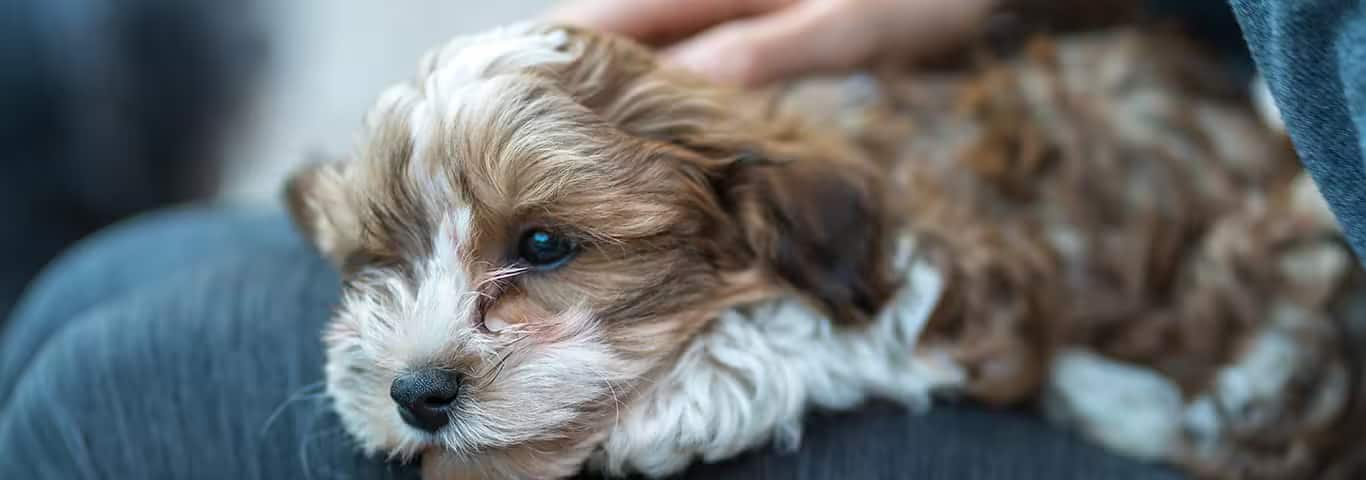 Foto de um cão havanês