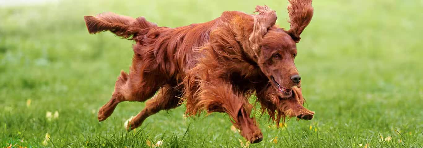 Foto de um cão Setter Irlandês