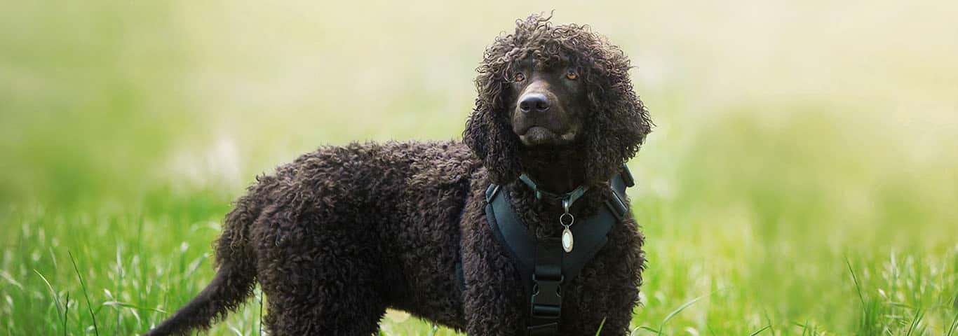Foto de um cão Spaniel de água irlandês