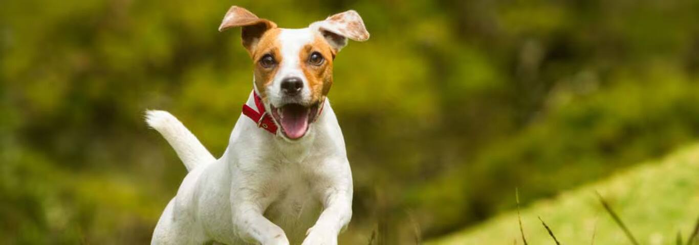 Foto de um cão Jack Russell Terrier