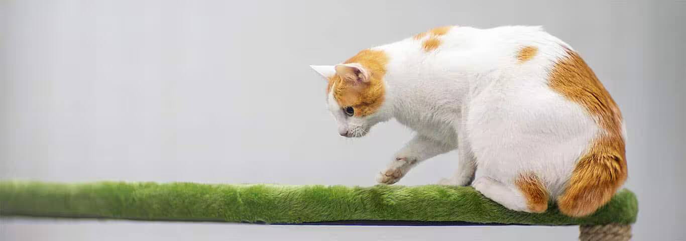 Foto de um gato Bobtail japonês