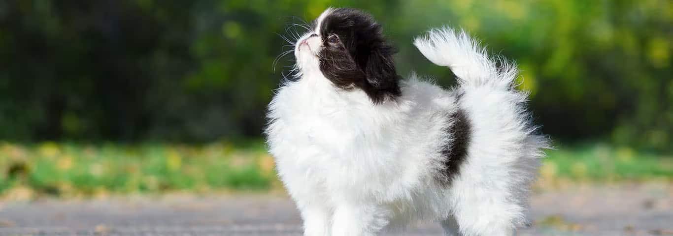Foto de um cão queixo japonês