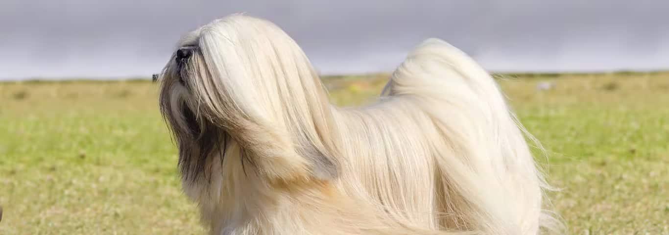 Foto de um cão Lhasa Apso