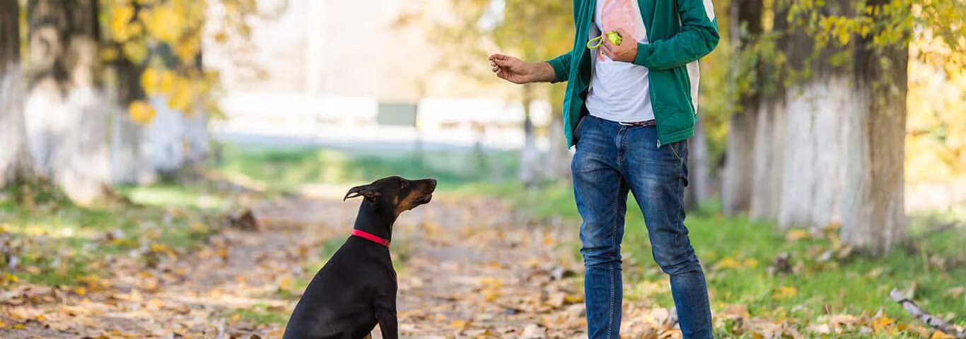 Foto de um cão Doberman