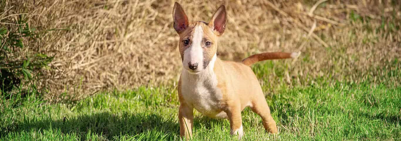 Foto de um cão Bull Terrier miniatura