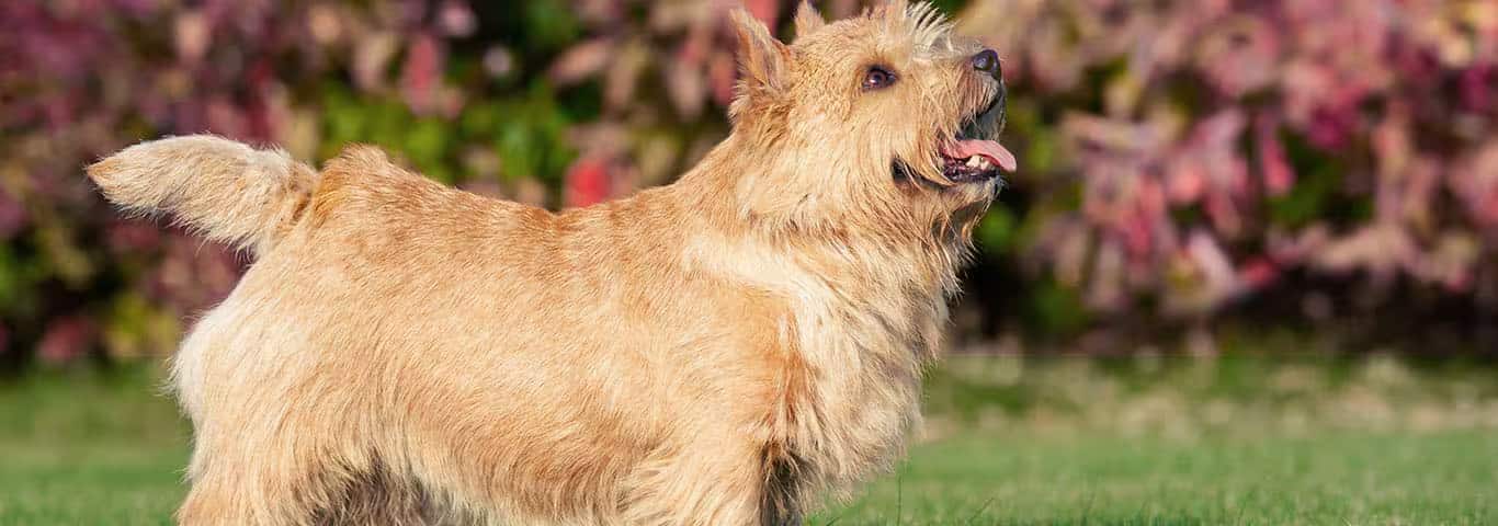 Foto de um cão Norwich Terrier