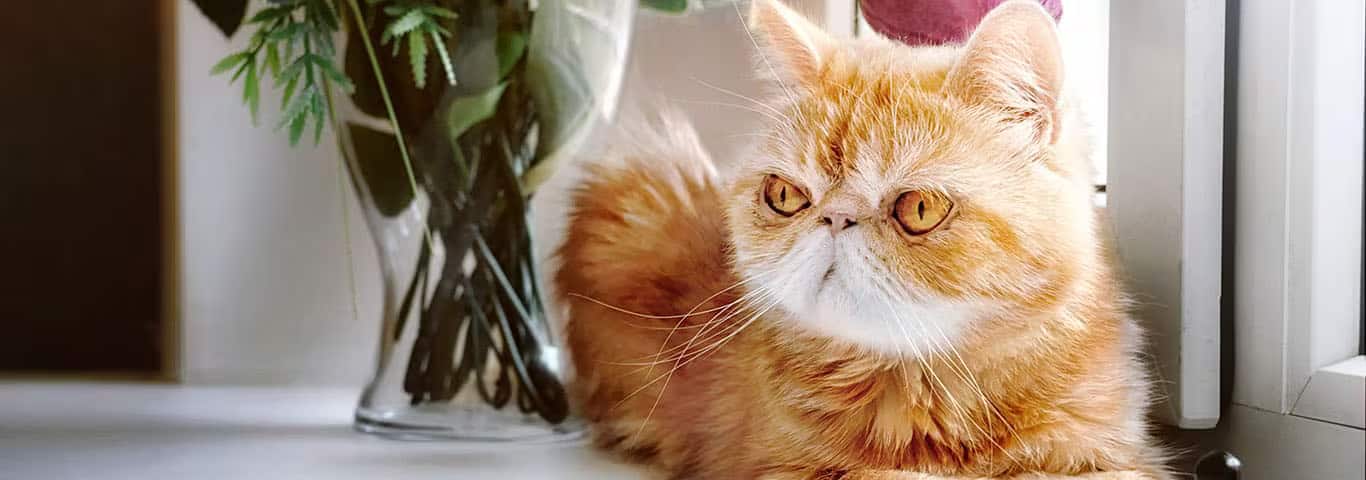 Foto de um gato exótico