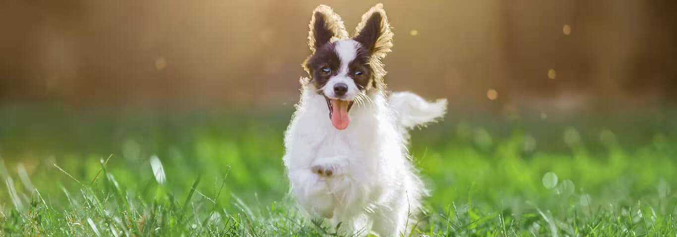 Foto de um cão Papillon