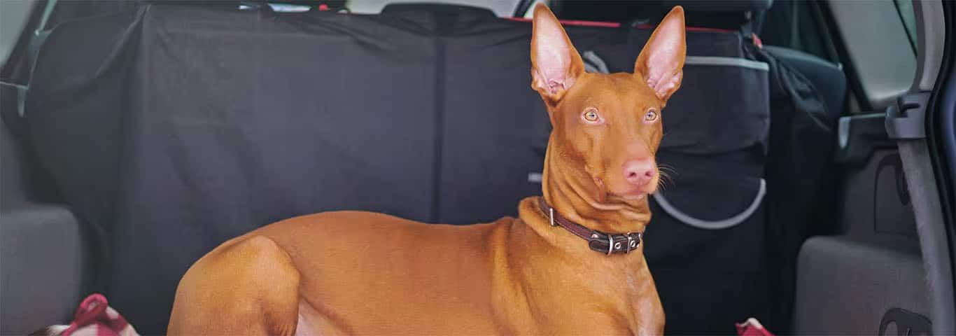 Foto de um cão faraó