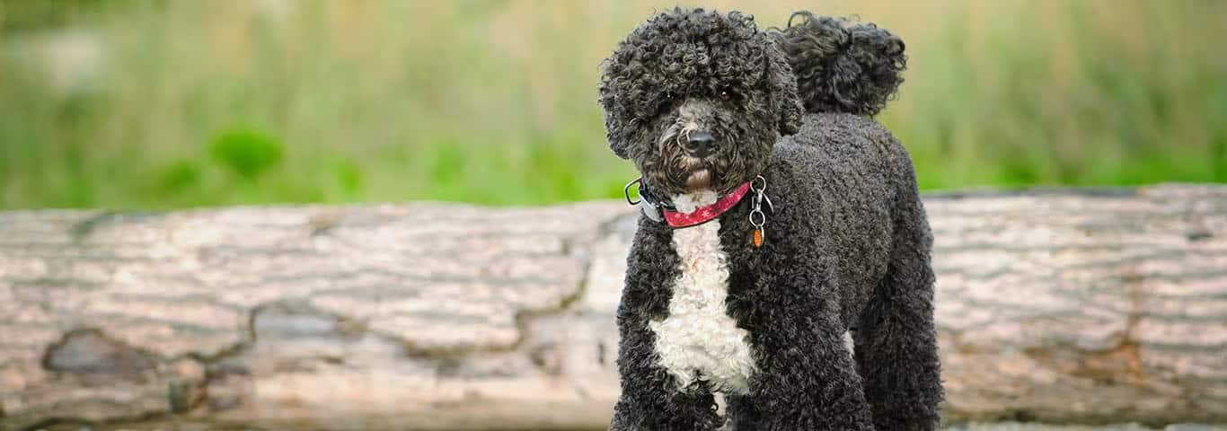 Foto de um cão de água português