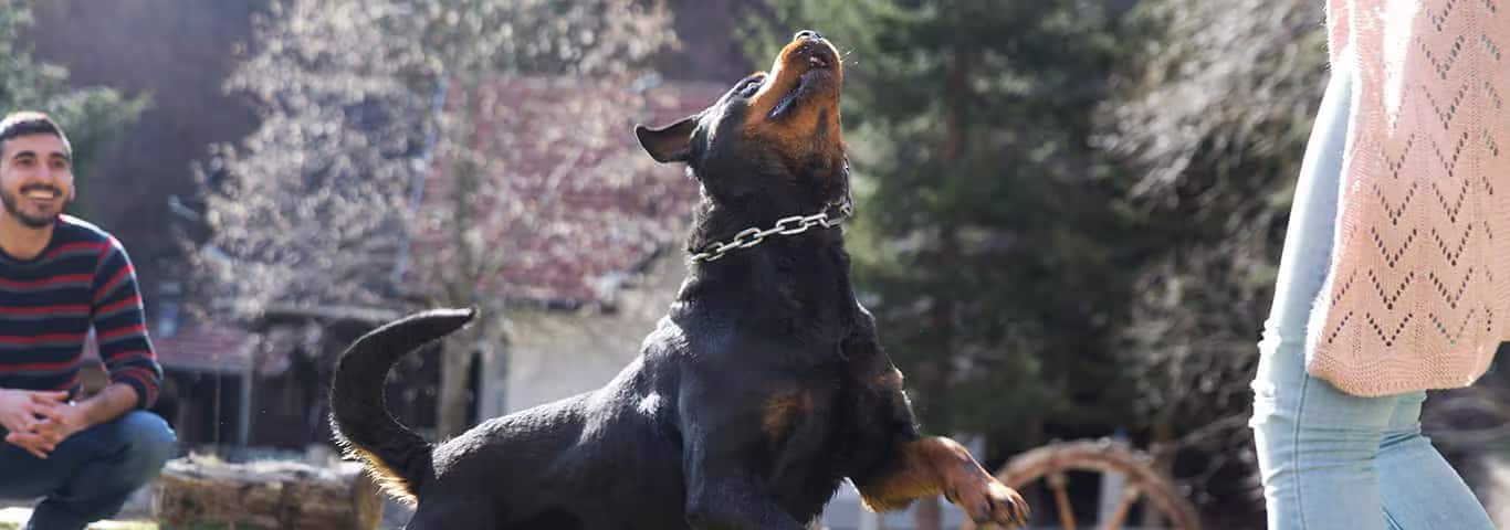 Foto de um cachorro Rottweiler
