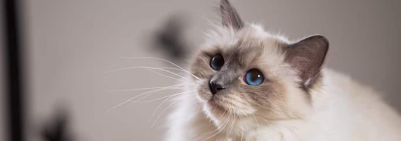 Foto de um gato birmanês