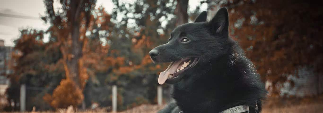 Foto de um cão Schipperke