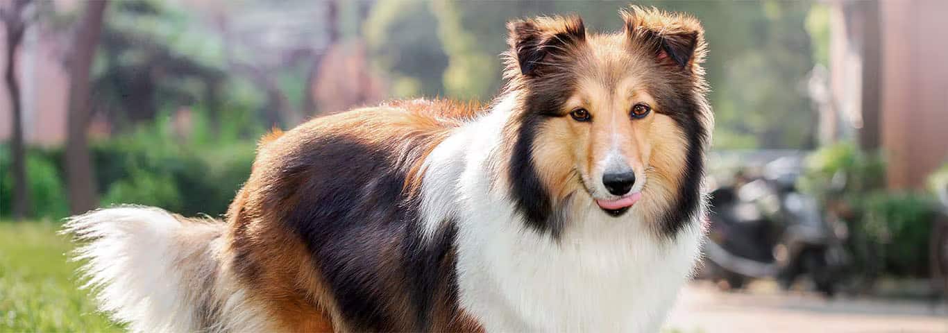 Foto de um cão pastor de Shetland
