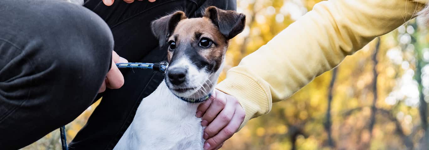 Foto de um cão Fox Terrier de pelo liso
