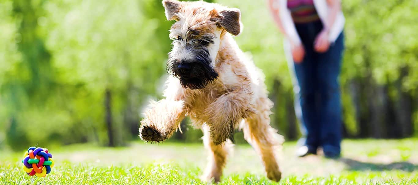 Foto de um cão Wheaten Terrier de pelo macio