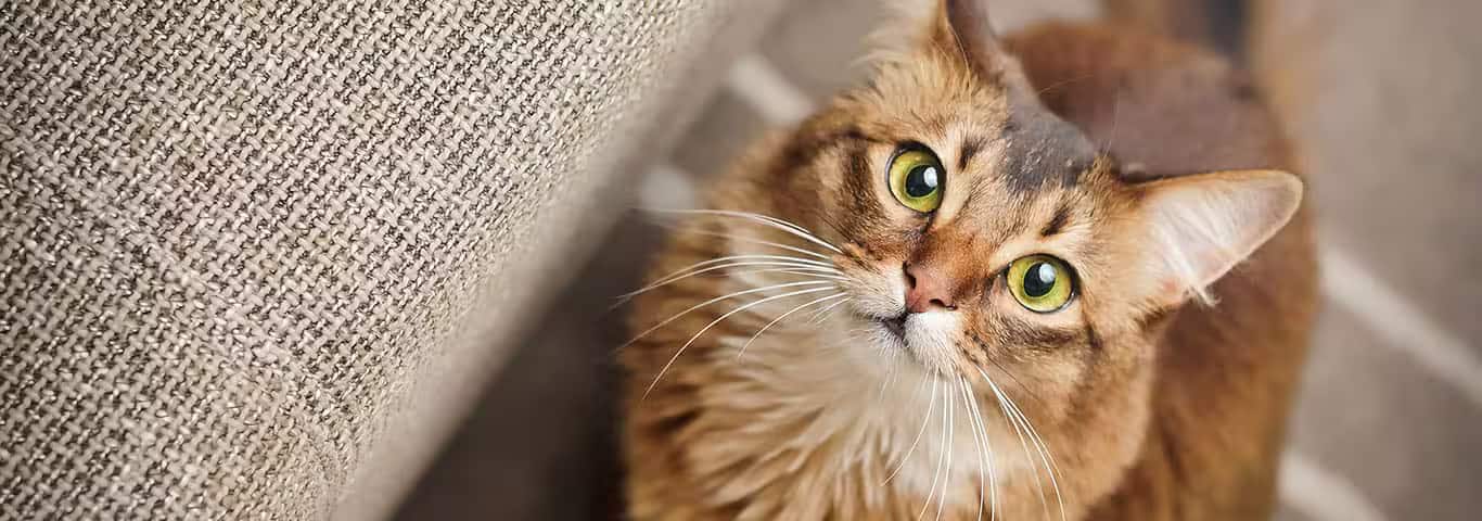 Foto de um gato somali