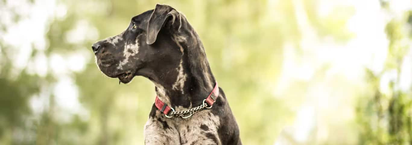 Foto de um cão Dogue Alemão