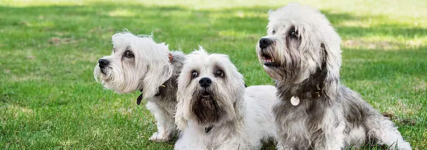 Foto de um cão Dandie Dinmont Terrier