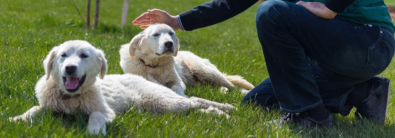 Foto de um cão Akbash Dog