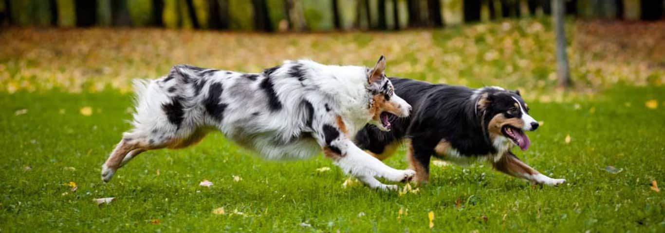 Foto de um cão pastor australiano
