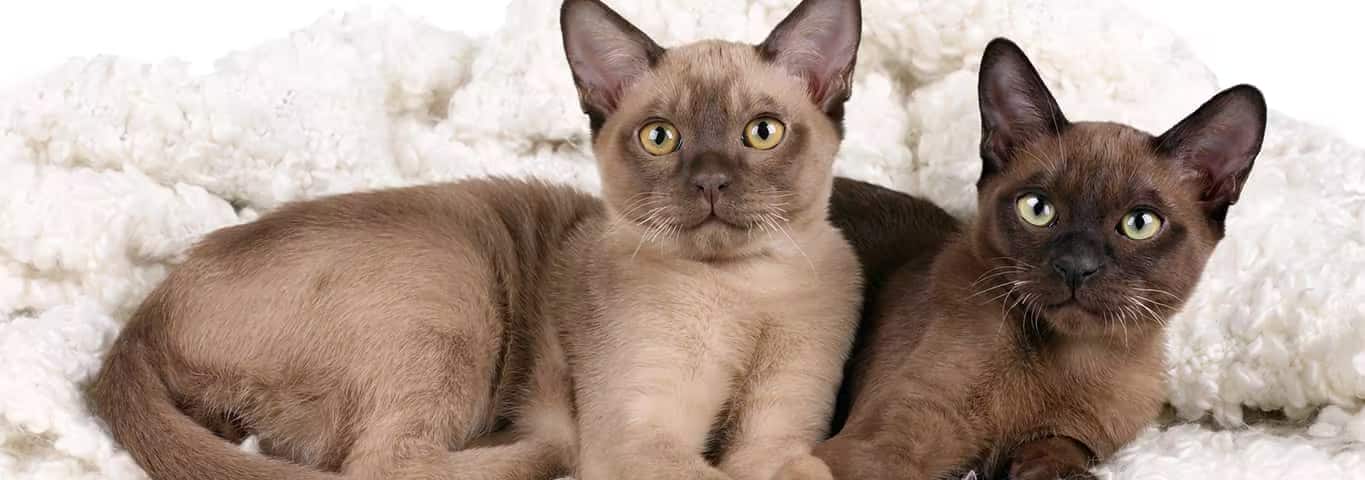 Foto de um gato birmanês