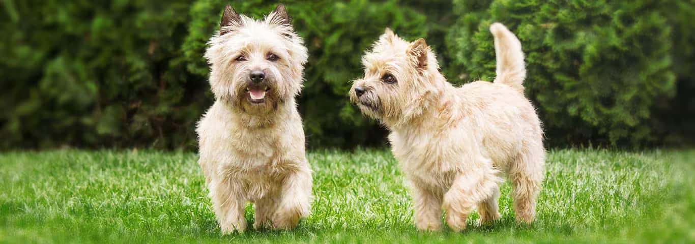 Foto de um cão Cairn Terrier