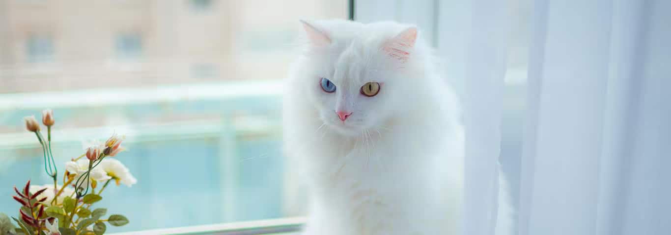 Foto de um gato angorá turco