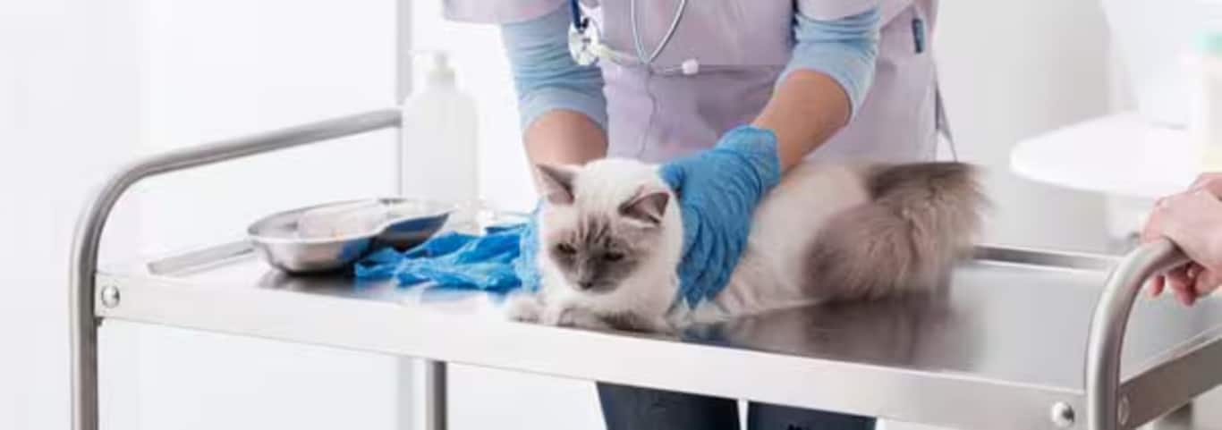 Foto de um gato Ragdoll