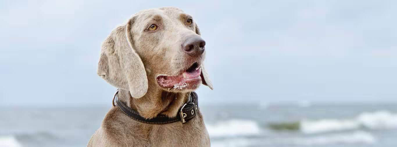 Foto de um cão Weimaraner