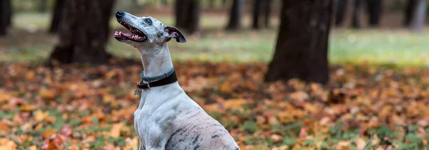 Foto de um cão Whippet