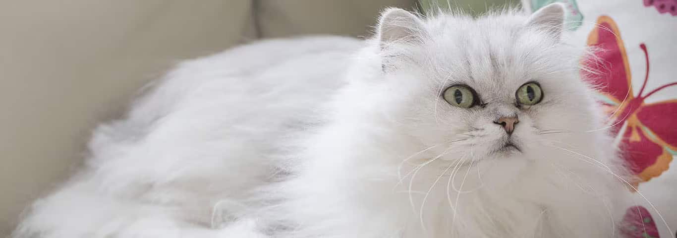 Foto de um gato Chantilly