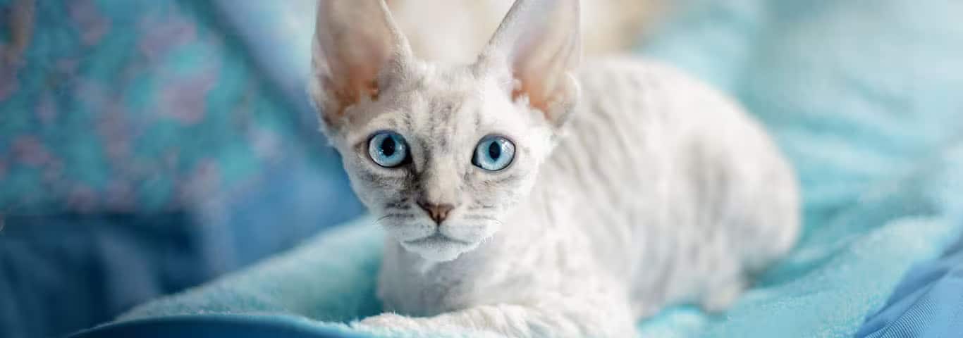Foto de um gato Rex alemão